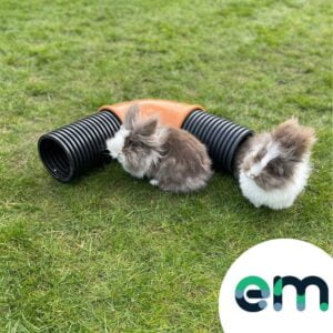 Photo of one coming out of the Rabbit Tunnel Burrow Pipe with another sitting next to the corner attachment